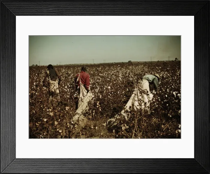 Framed Print : Day laborers picking cotton near Clarksdale, Miss. 1939. Creator: Marion Post Wolcott Framed Print : Day laborers picking cotton near Clarksdale, Miss. 1939. Creator: Marion Post Wolcott