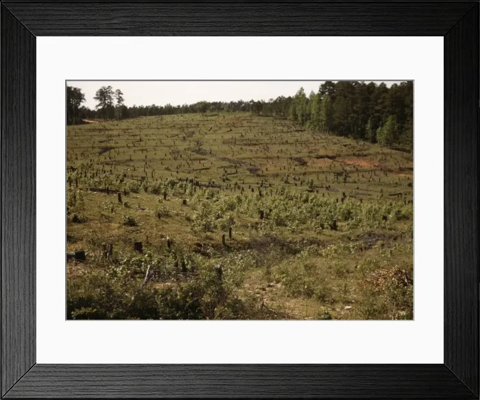 Framed Print : Field with tree stumps, between 1941 and 1942. Creator: Unknown Framed Print : Field with tree stumps, between 1941 and 1942. Creator: Unknown