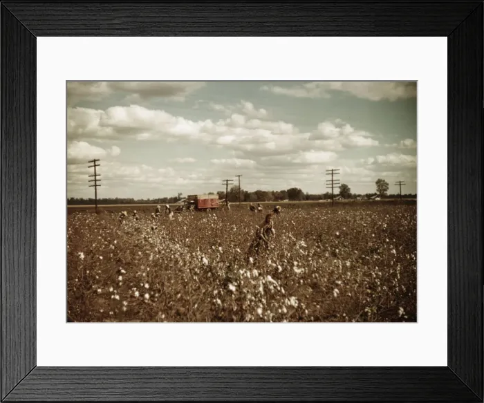 Framed Print : Day laborers picking cotton near Clarksdale, Miss. 1939. Creator: Marion Post Wolcott Framed Print : Day laborers picking cotton near Clarksdale, Miss. 1939. Creator: Marion Post Wolcott