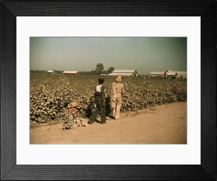 Framed Print : Day laborers picking cotton near Clarksdale, Miss. 1939. Creator: Marion Post Wolcott Framed Print : Day laborers picking cotton near Clarksdale, Miss. 1939. Creator: Marion Post Wolcott