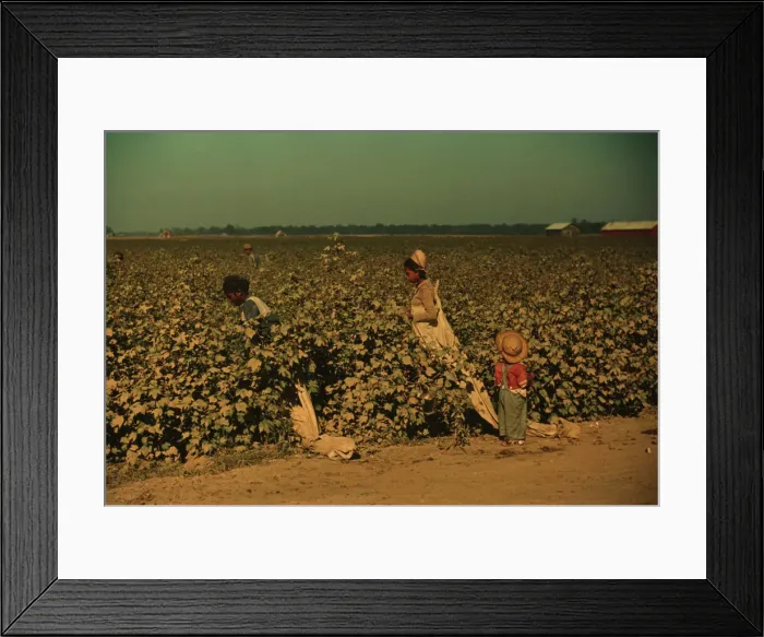 Framed Print : Day laborers picking cotton near Clarksdale, Miss. Delta, 1940. Creator: Marion Post Wolcott Framed Print : Day laborers picking cotton near Clarksdale, Miss. Delta, 1940. Creator: Marion Post Wolcott