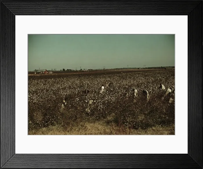 Framed Print : Day laborers picking cotton near Clarksdale, Miss. 1939. Creator: Marion Post Wolcott Framed Print : Day laborers picking cotton near Clarksdale, Miss. 1939. Creator: Marion Post Wolcott