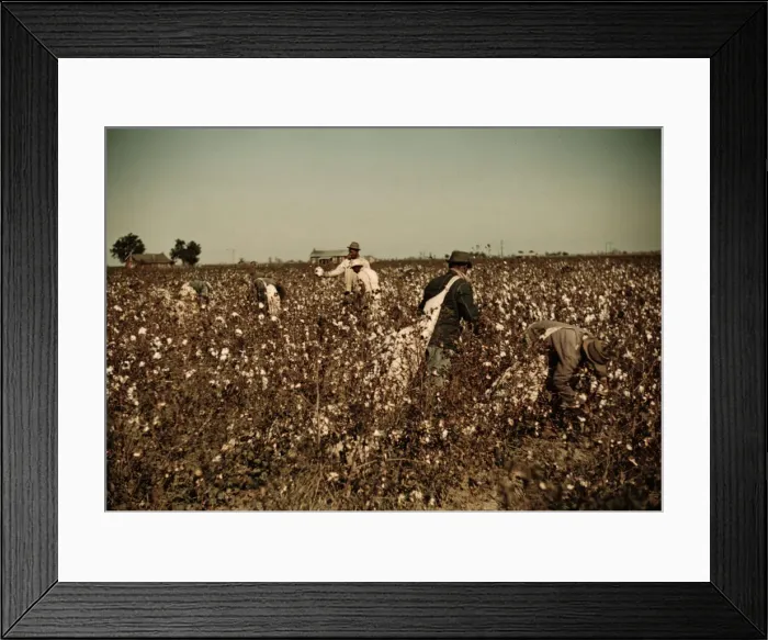 Framed Print : Day laborers picking cotton near Clarksdale, Miss. Delta, 1940. Creator: Marion Post Wolcott Framed Print : Day laborers picking cotton near Clarksdale, Miss. Delta, 1940. Creator: Marion Post Wolcott
