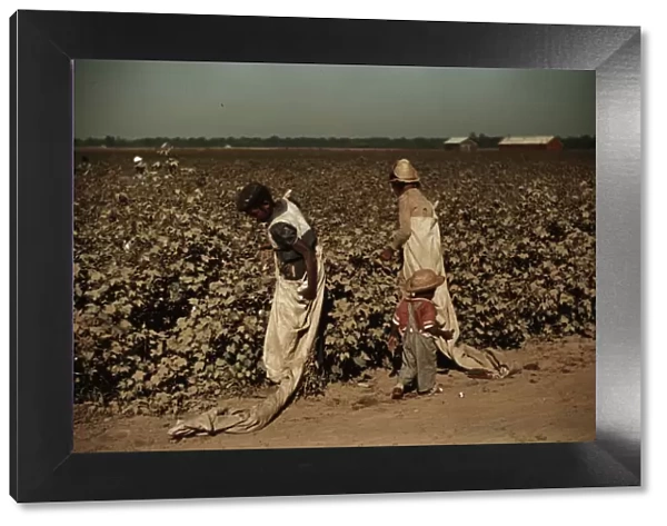 Day laborers picking cotton, near Clarksdale, Miss. 1940. Creator: Marion Post Wolcott