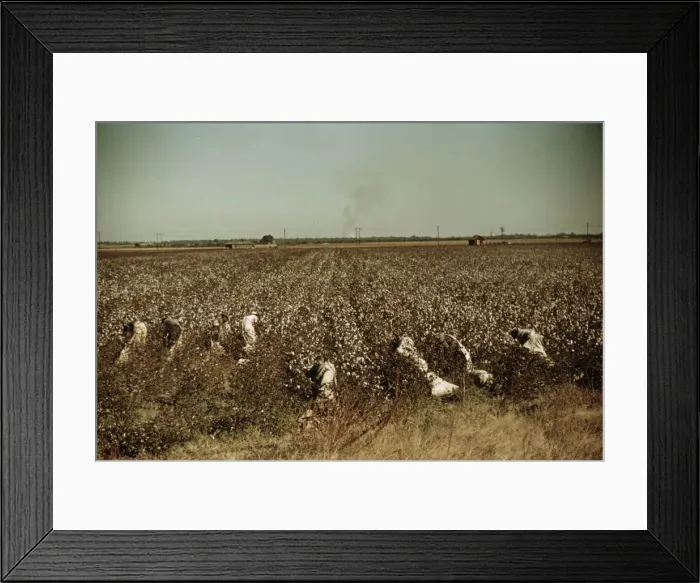 Framed Print : Day laborers picking cotton, near Clarksdale, Miss. 1940. Creator: Marion Post Wolcott Framed Print : Day laborers picking cotton, near Clarksdale, Miss. 1940. Creator: Marion Post Wolcott
