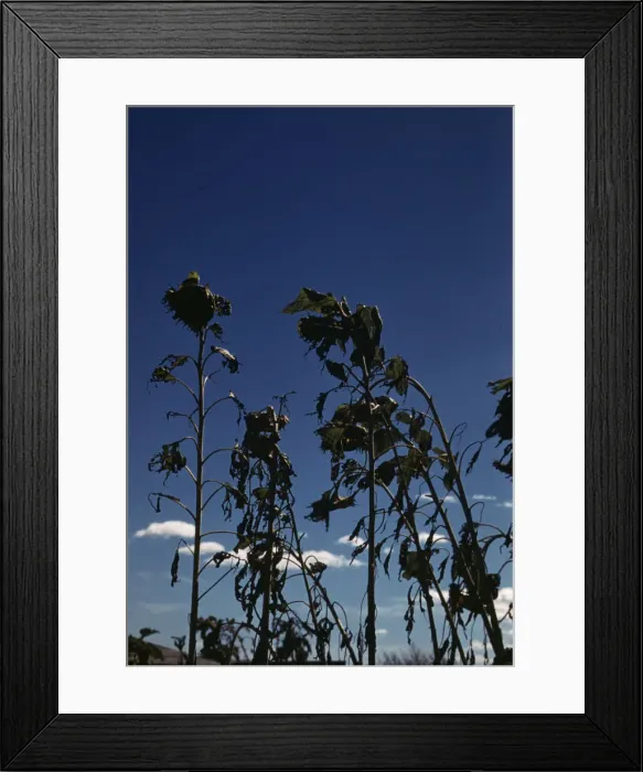 Framed Print : Sunflower plants, between 1941 and 1942. Creator: Unknown Framed Print : Sunflower plants, between 1941 and 1942. Creator: Unknown