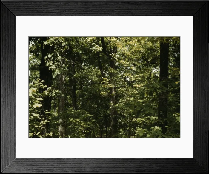 Framed Print : Trees in a reforestation project, Md. ?, between 1941 and 1942. Creator: Unknown Framed Print : Trees in a reforestation project, Md. ?, between 1941 and 1942. Creator: Unknown