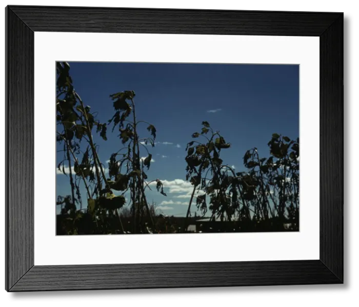 Framed Print : Sunflower plants, between 1941 and 1942. Creator: Unknown Framed Print : Sunflower plants, between 1941 and 1942. Creator: Unknown