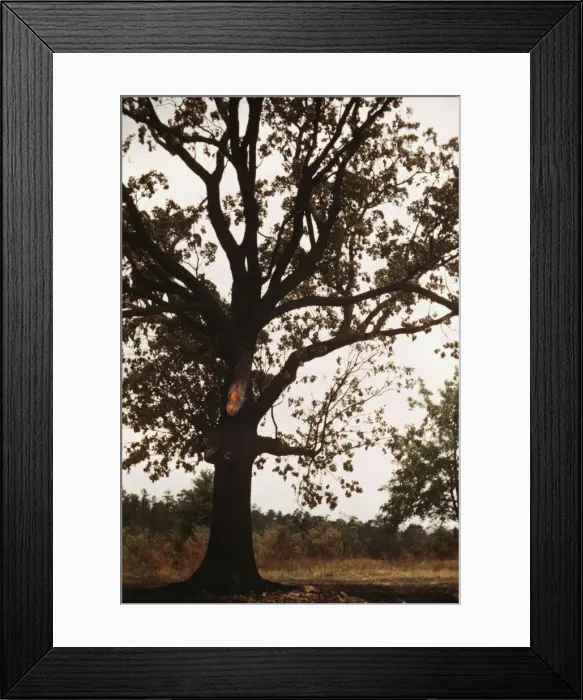 Framed Print : Tree in a rural area, between 1941 and 1942. Creator: Unknown Framed Print : Tree in a rural area, between 1941 and 1942. Creator: Unknown
