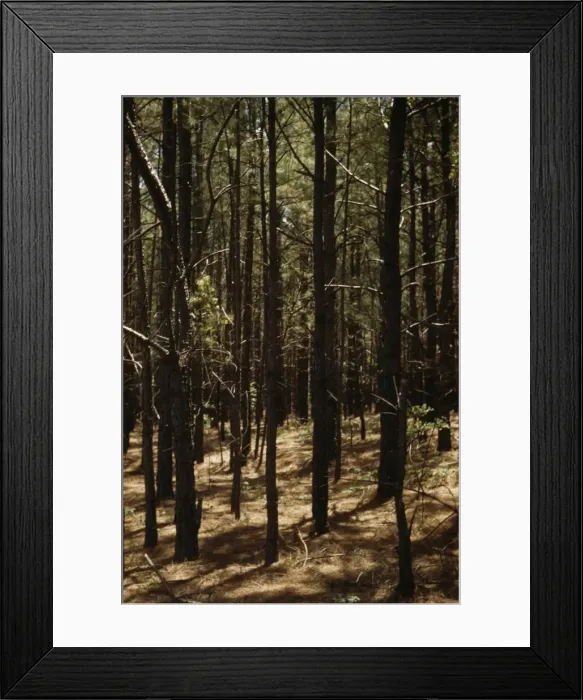 Framed Print : Timber, reforestation project, Md. (?), between 1941 and 1942. Creator: Unknown