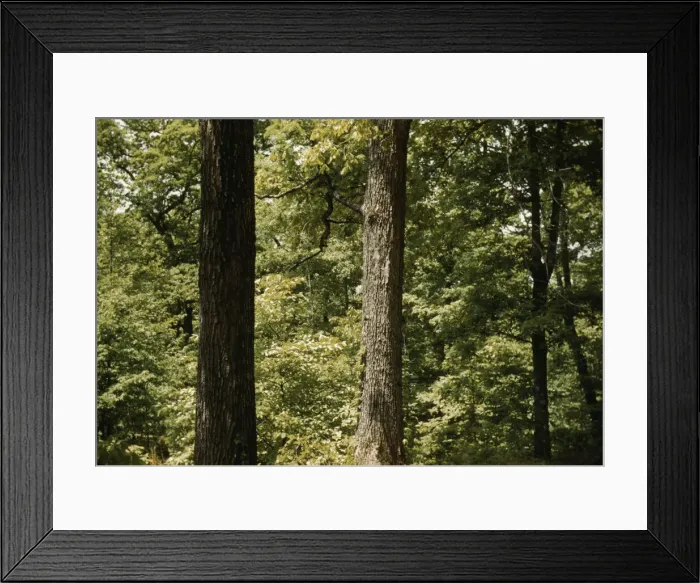 Framed Print : Trees in a reforestation project, Md. ?, between 1941 and 1942. Creator: Unknown Framed Print : Trees in a reforestation project, Md. ?, between 1941 and 1942. Creator: Unknown