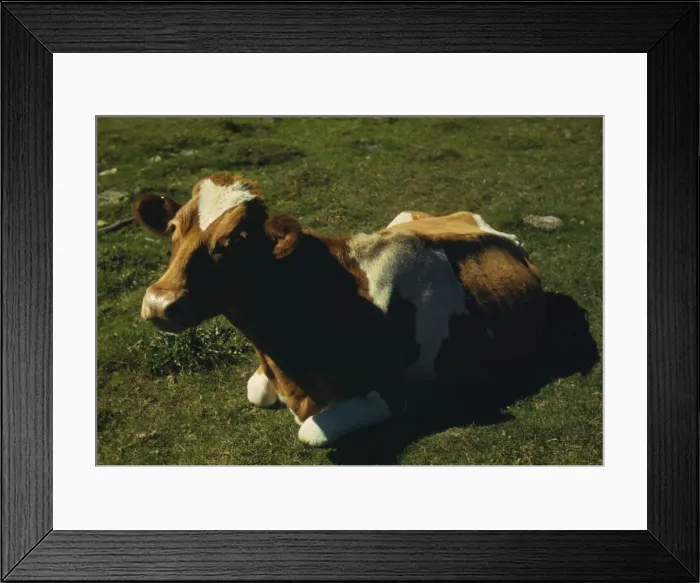 Framed Print : Guernsey cow or calf lying on the ground, between 1941 and 1942. Creator: Unknown Framed Print : Guernsey cow or calf lying on the ground, between 1941 and 1942. Creator: Unknown