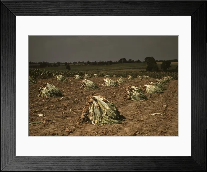 Framed Print : Burley tobacco is placed on sticks to wilt after cutting... on the Russell Spears farm... Ky. 1940 Creator: Marion Post Wolcott Framed Print : Burley tobacco is placed on sticks to wilt after cutting... on the Russell Spears farm... Ky. 1940 Creator: Marion Post Wolcott