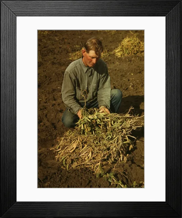 Framed Print : Bill Stagg, homesteader, with pinto beans, Pie Town, New Mexico, 1940. Creator: Russell Lee Framed Print : Bill Stagg, homesteader, with pinto beans, Pie Town, New Mexico, 1940. Creator: Russell Lee