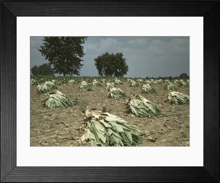Framed Print : Burley tobacco is placed on sticks to wilt after cutting... on the Russell Spears farm... Ky. 1940 Creator: Marion Post Wolcott Framed Print : Burley tobacco is placed on sticks to wilt after cutting... on the Russell Spears farm... Ky. 1940 Creator: Marion Post Wolcott