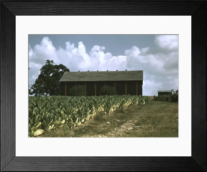 Framed Print : Field of Burley tobacco on farm of Russell Spears... vicinity of Lexington, Ky. 1940. Creator: Marion Post Wolcott Framed Print : Field of Burley tobacco on farm of Russell Spears... vicinity of Lexington, Ky. 1940. Creator: Marion Post Wolcott