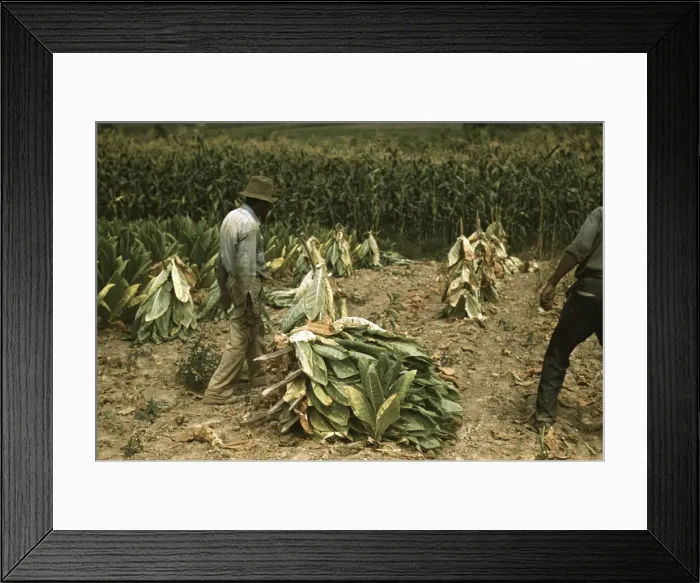 Framed Print : Cutting Burley tobacco and putting it on sticks to wilt... on the Russell Spears farm, Ky. 1940. Creator: Marion Post Wolcott Framed Print : Cutting Burley tobacco and putting it on sticks to wilt... on the Russell Spears farm, Ky. 1940. Creator: Marion Post Wolcott