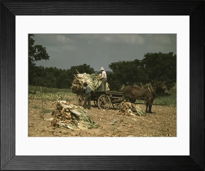 Framed Print : Taking Burley tobacco in from the fields after it had been cut... Russell Spears farm, Ky. 1940. Creator: Marion Post Wolcott Framed Print : Taking Burley tobacco in from the fields after it had been cut... Russell Spears farm, Ky. 1940. Creator: Marion Post Wolcott