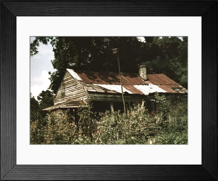 Framed Print : An old house almost hidden by sunflowers, Rodney, Miss. 1940. Creator: Marion Post Wolcott Framed Print : An old house almost hidden by sunflowers, Rodney, Miss. 1940. Creator: Marion Post Wolcott