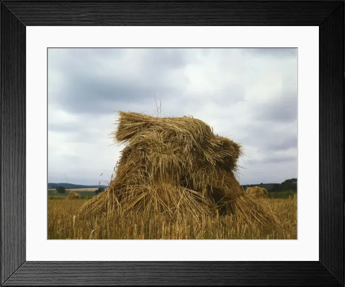 Framed Print : Wheat, Pennsylvania, 1943. Creator: John Collier Framed Print : Wheat, Pennsylvania, 1943. Creator: John Collier