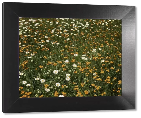Field of daisies and orange flowers, possibly hawkweed, Vermont, 1943. Creator: John Collier