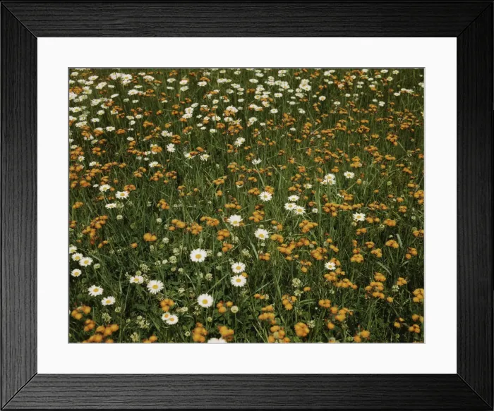 Framed Print : Field of daisies and orange flowers, possibly hawkweed, Vermont, 1943. Creator: John Collier Framed Print : Field of daisies and orange flowers, possibly hawkweed, Vermont, 1943. Creator: John Collier