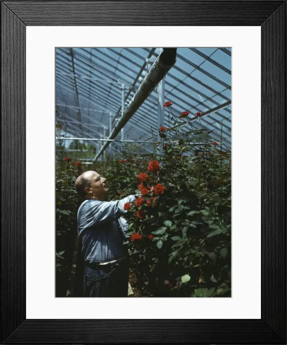 Framed Print : Nick Grillo, as a boy in Italy, dreamed of America and its opport... Southington, Connecticut, 1942 Creator: Charles Fenno Jacobs Framed Print : Nick Grillo, as a boy in Italy, dreamed of America and its opport... Southington, Connecticut, 1942 Creator: Charles Fenno Jacobs