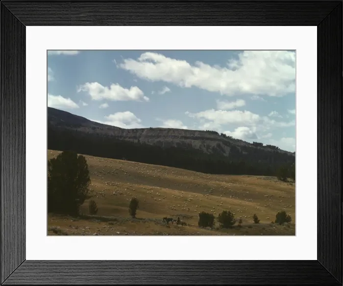 Framed Print : Bands of sheep on the Gravelly Range at the foot of Black Butte, Madison County, Montana, 1942. Creator: Russell Lee Framed Print : Bands of sheep on the Gravelly Range at the foot of Black Butte, Madison County, Montana, 1942. Creator: Russell Lee