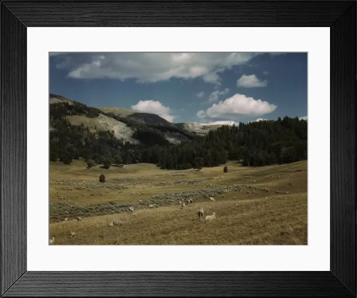 Framed Print : Bands of sheep on the Gravelly Range at the foot of Black Butte, Madison County, Montana, 1942. Creator: Russell Lee Framed Print : Bands of sheep on the Gravelly Range at the foot of Black Butte, Madison County, Montana, 1942. Creator: Russell Lee