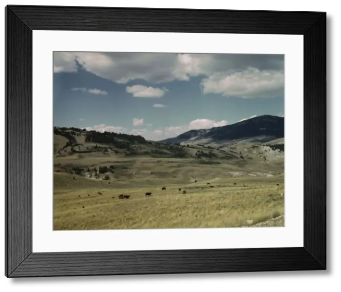 Framed Print : Bands of sheep on the Gravelly Range at the foot of Black Butte, Madison County, Montana, 1942. Creator: Russell Lee