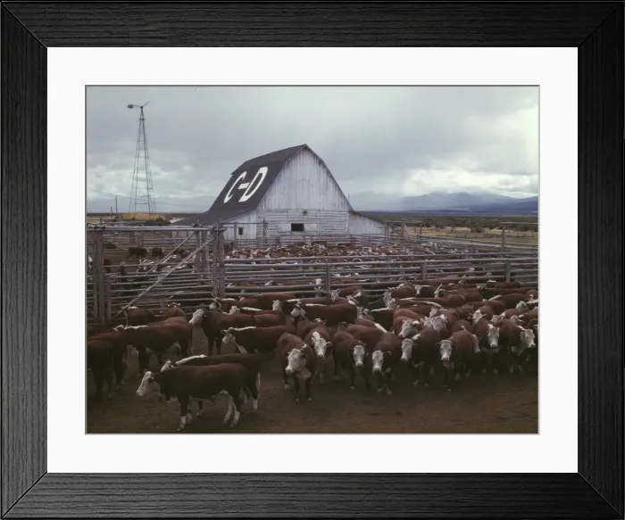 Framed Print : Cattle in corrals on ranch, Beaverhead County, Mont. 1942. Creator: Russell Lee Framed Print : Cattle in corrals on ranch, Beaverhead County, Mont. 1942. Creator: Russell Lee