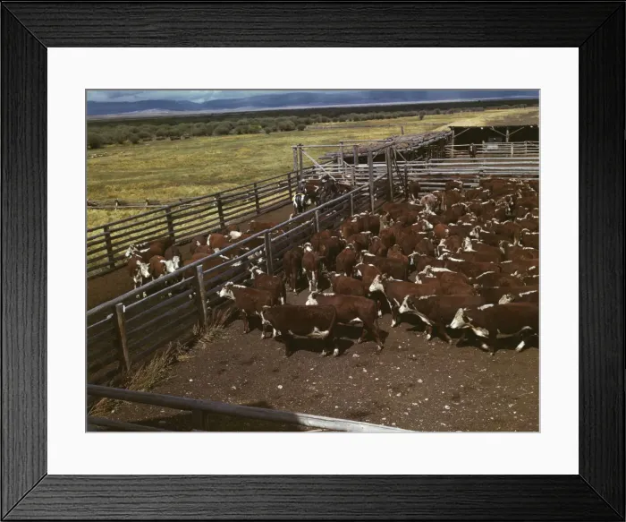 Framed Print : Cattle in corral waiting to be weighed before being trailed... Beaverhead County, Montana, 1942. Creator: Russell Lee Framed Print : Cattle in corral waiting to be weighed before being trailed... Beaverhead County, Montana, 1942. Creator: Russell Lee