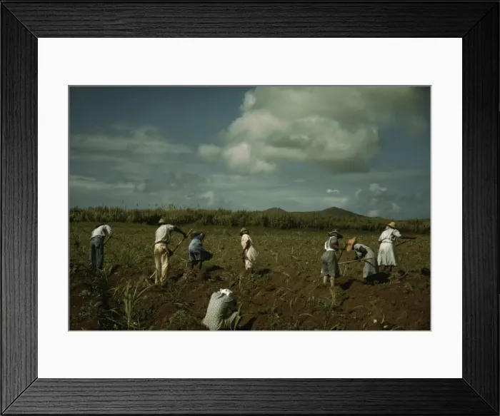 Framed Print : Cultivating sugar cane on the Virgin Islands Company land, vicinity of Bethlehem, St. Croix, 1941. Creator: Jack Delano Framed Print : Cultivating sugar cane on the Virgin Islands Company land, vicinity of Bethlehem, St. Croix, 1941. Creator: Jack Delano