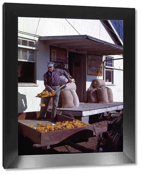 Man shovelling ears of dried corn from wagon through feed store window, 1942 or 1943. Creator: John Vachon
