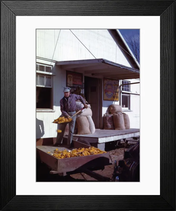 Framed Print : Man shovelling ears of dried corn from wagon through feed store window, 1942 or 1943. Creator: John Vachon Framed Print : Man shovelling ears of dried corn from wagon through feed store window, 1942 or 1943. Creator: John Vachon