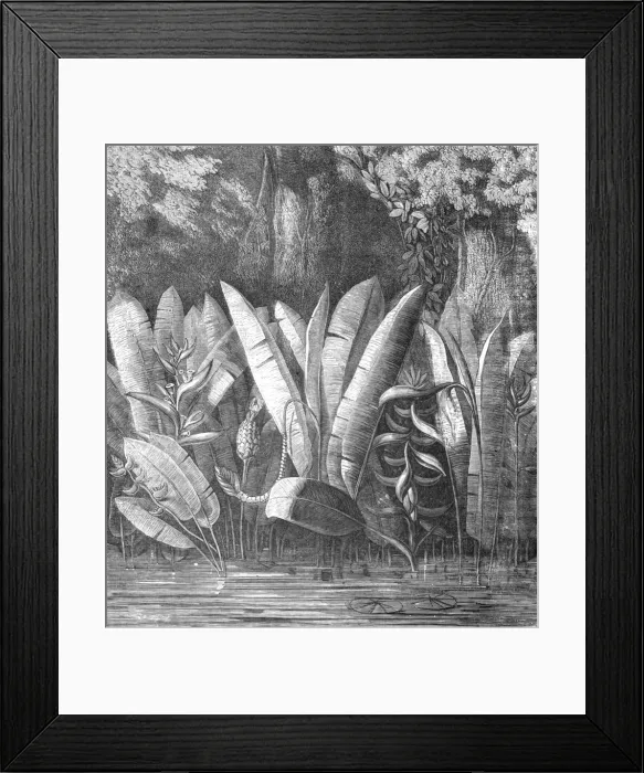 Framed Print : A Lagoon in the Tierra Caliente; A zigzag journey through Mexico, 1875. Creator: Thomas Mayne Reid Framed Print : A Lagoon in the Tierra Caliente; A zigzag journey through Mexico, 1875. Creator: Thomas Mayne Reid