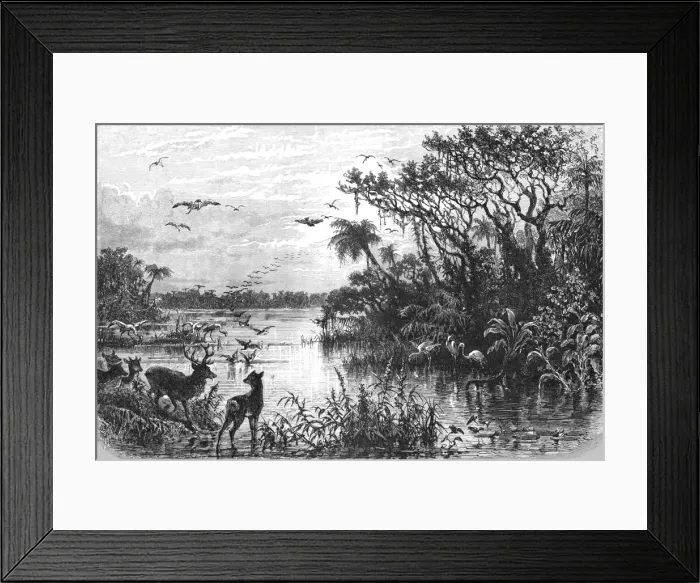 Framed Print : Scene on a Creek, Tributary to the St. John s, Florida; A Flying Visit to Florida, 1875. Creator: Thomas Mayne Reid Framed Print : Scene on a Creek, Tributary to the St. John s, Florida; A Flying Visit to Florida, 1875. Creator: Thomas Mayne Reid