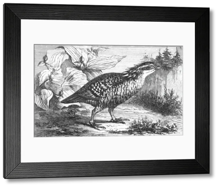 Framed Print : The Pinnated Grouse (Tetrao cupido); A Flying Visit to Florida, 1875. Creator: Thomas Mayne Reid Framed Print : The Pinnated Grouse (Tetrao cupido); A Flying Visit to Florida, 1875. Creator: Thomas Mayne Reid
