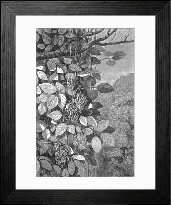 Framed Print : Tropical Creepers; A zigzag journey through Mexico, 1875. Creator: Thomas Mayne Reid Framed Print : Tropical Creepers; A zigzag journey through Mexico, 1875. Creator: Thomas Mayne Reid