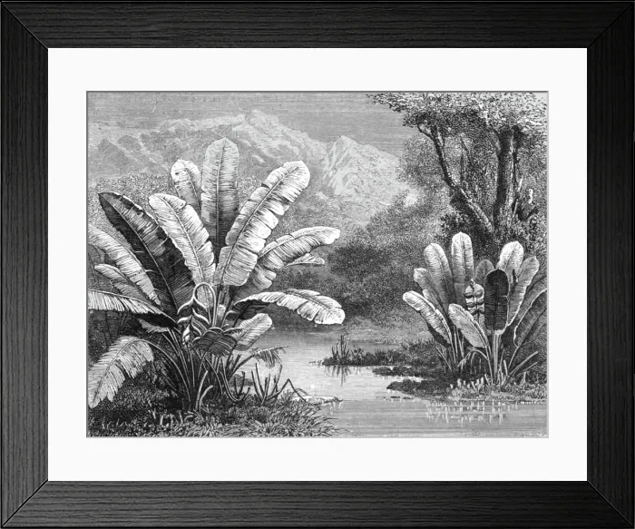 Framed Print : A stream in the Savanna region; A zigzag journey through Mexico, 1875. Creator: Thomas Mayne Reid Framed Print : A stream in the Savanna region; A zigzag journey through Mexico, 1875. Creator: Thomas Mayne Reid