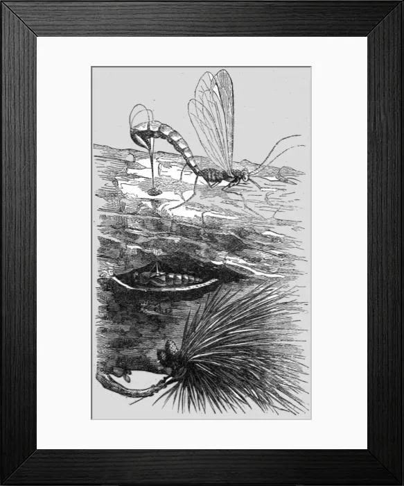 Framed Print : An Insect Cuckoo; A Flying Visit to Florida, 1875. Creator: Thomas Mayne Reid Framed Print : An Insect Cuckoo; A Flying Visit to Florida, 1875. Creator: Thomas Mayne Reid