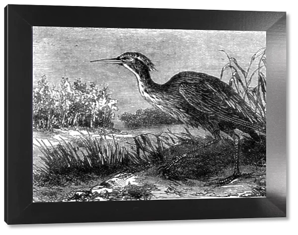 The Green Heron (Ardea virescens); A Flying Visit to Florida, 1875. Creator: Thomas Mayne Reid