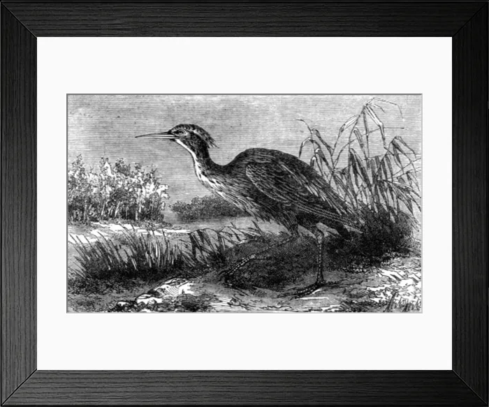 Framed Print : The Green Heron (Ardea virescens); A Flying Visit to Florida, 1875. Creator: Thomas Mayne Reid Framed Print : The Green Heron (Ardea virescens); A Flying Visit to Florida, 1875. Creator: Thomas Mayne Reid