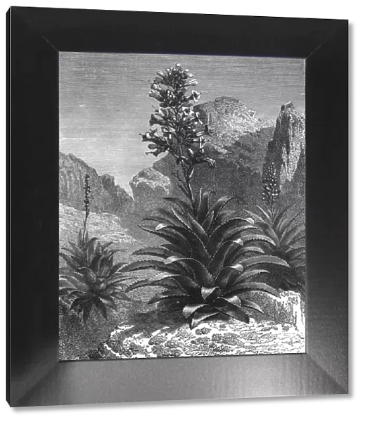 Agaves in Bloom; A zigzag journey through Mexico, 1875. Creator: Thomas Mayne Reid