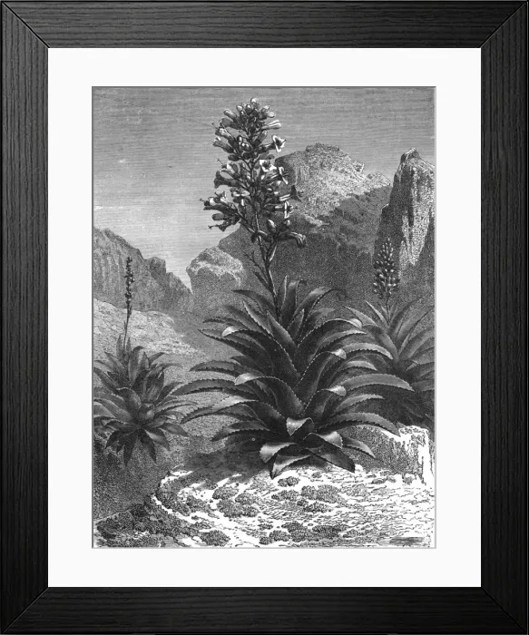 Framed Print : Agaves in Bloom; A zigzag journey through Mexico, 1875. Creator: Thomas Mayne Reid Framed Print : Agaves in Bloom; A zigzag journey through Mexico, 1875. Creator: Thomas Mayne Reid