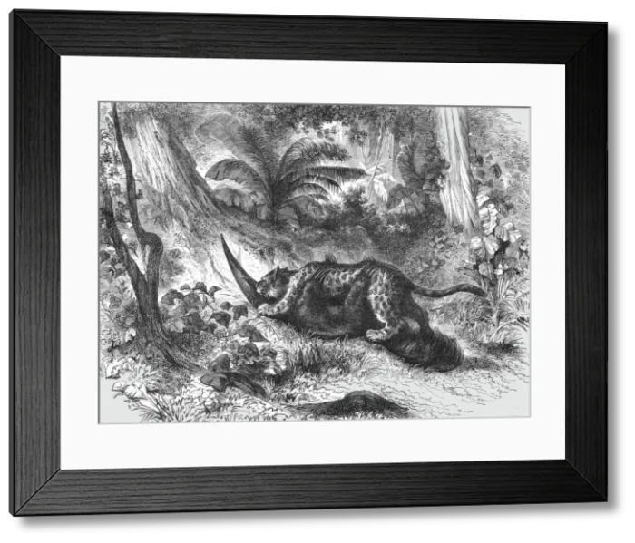 Framed Print : Conflict between the Jaguar and Ant-Eater; A Trip up the Trombetas, 1875. Creator: Unknown Framed Print : Conflict between the Jaguar and Ant-Eater; A Trip up the Trombetas, 1875. Creator: Unknown