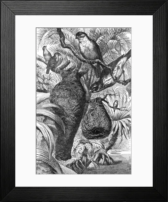 Framed Print : Weaver Birds and their Nests; Notes of a Naturalist in the North-Western Provinces of India, 1875. Creator: Charles Horne Framed Print : Weaver Birds and their Nests; Notes of a Naturalist in the North-Western Provinces of India, 1875. Creator: Charles Horne