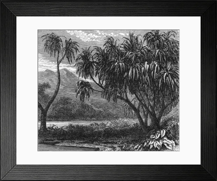 Framed Print : The Pandanus Muricatus. ; Recent Explorations in Madagascar, 1875. Creator: Alfred Grandidier Framed Print : The Pandanus Muricatus. ; Recent Explorations in Madagascar, 1875. Creator: Alfred Grandidier