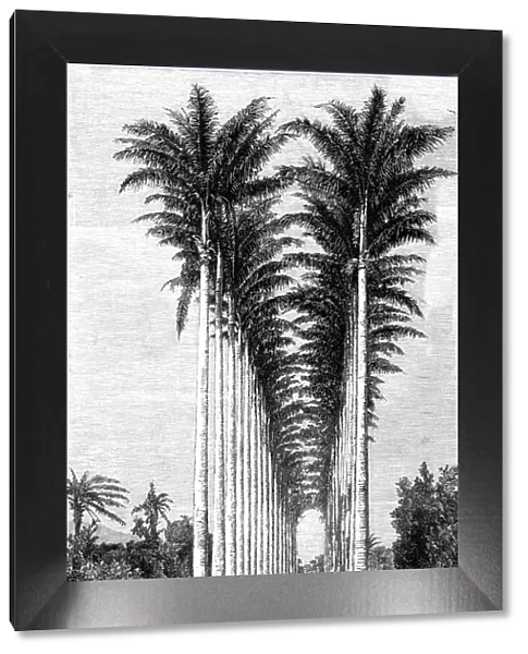 The Great Avenue of Palms in the Botanical Gardens; Rio De Janeiro and the Organ Mountains, 1875. Creator: Thomas Woodbine Hinchliff
