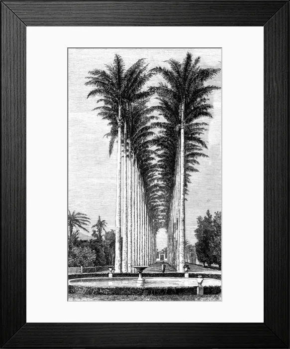 Framed Print : The Great Avenue of Palms in the Botanical Gardens; Rio De Janeiro and the Organ Mountains, 1875. Creator: Thomas Woodbine Hinchliff Framed Print : The Great Avenue of Palms in the Botanical Gardens; Rio De Janeiro and the Organ Mountains, 1875. Creator: Thomas Woodbine Hinchliff